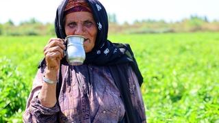 Gün doğmadan başlıyorlar! Bir günde 700 kasa topluyorlar