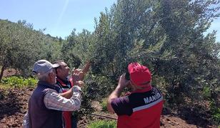 Akhisar'da zeytin &uuml;reticilerine hastalık ve zararlı uyarısı