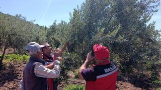 Akhisar'da zeytin üreticilerine hastalık ve zararlı uyarısı
