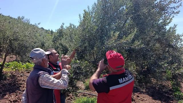Akhisar'da zeytin üreticilerine hastalık ve zararlı uyarısı
