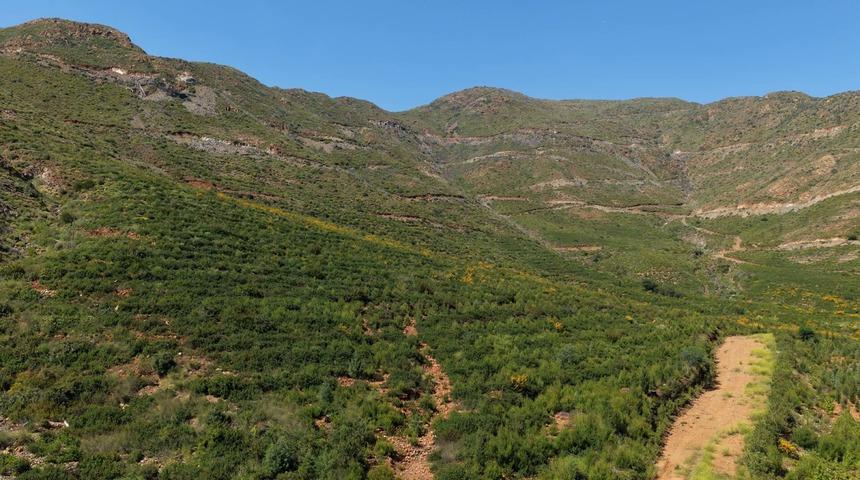 Muğla'da b&uuml;y&uuml;k yangınların 5'inci yılında yanan alanlar yeşil &ouml;rt&uuml;ye kavuştu