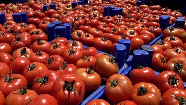 Isparta'nın Deregümü köyünde üretilen domates ihraç ediliyor