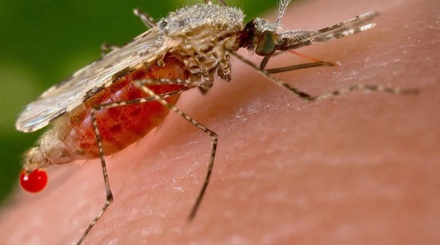 Sivrisinek sokmaları ve kene ısırıklarından korunmak için ne yapmalıyız tedavisi nedir?
