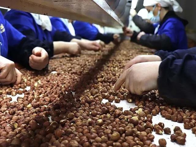 T&uuml;rkiye'nin fındık ihracatının y&uuml;zde 34,76'sı Trabzon'dan yapıldı