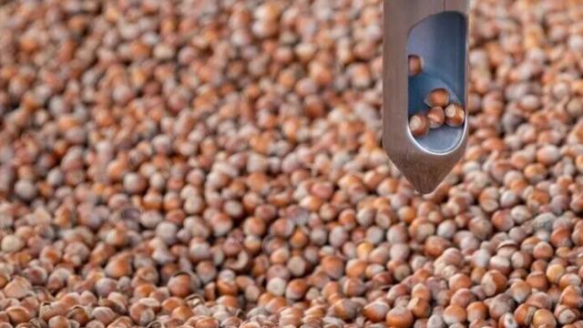 Türkiye'nin fındık ihracatının yüzde 34,76'sı Trabzon'dan yapıldı