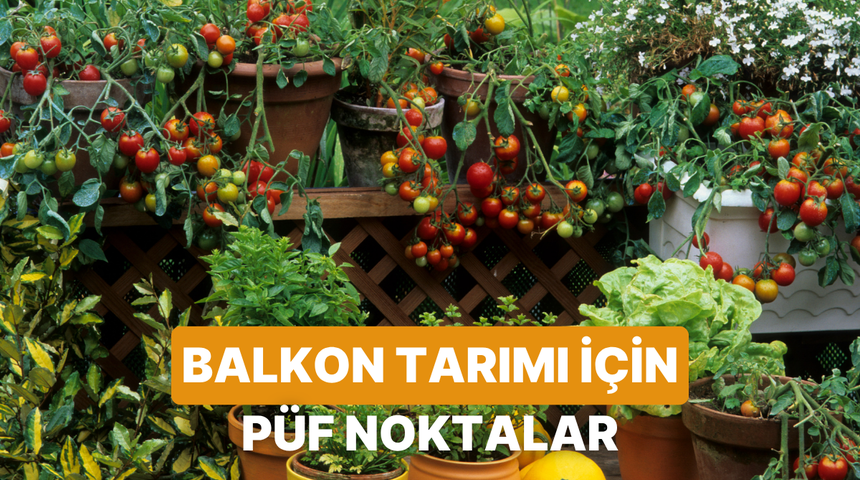 Balkonda Domates Biber Yetiştirmek Sandığınızdan Daha Kolay: P&uuml;f Noktaları Neler?