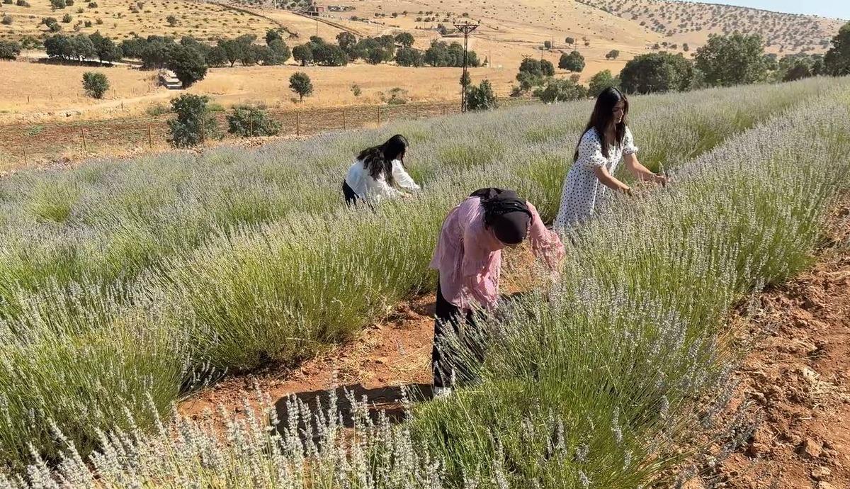 40 yıldır boştu! Kadınlar o araziyi mor cennete dönüştürdü 8