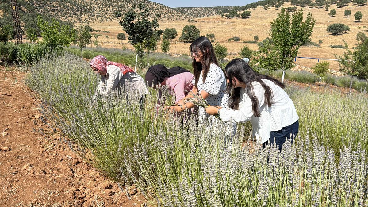 40 yıldır boş duruyordu: Rengi mora döndü 2