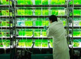 Yosun benzinin yerini mi alıyor?