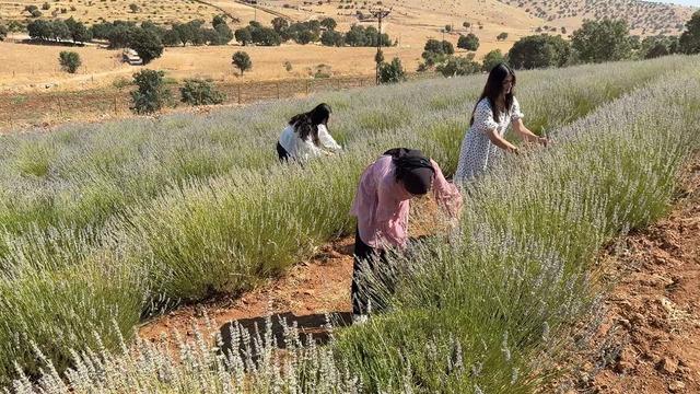40 yıldır boş duruyordu: Rengi mora d&ouml;nd&uuml;