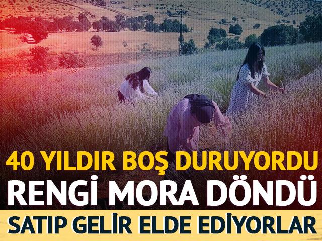 40 yıldır boş duruyordu: Rengi mora d&ouml;nd&uuml;