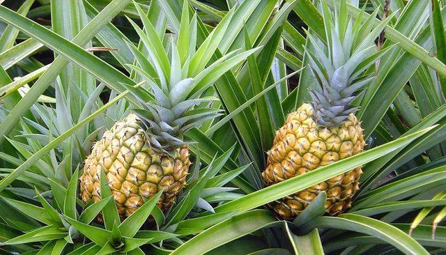 nadir-bulunan-dunyanin-en-pahali-meyvesi-ingiliz-ananasi
