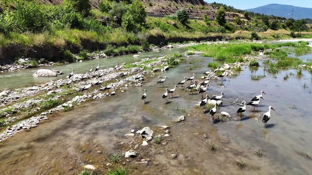 Çay da mesken tuttular: Şehre giden yolun bekçisi oldular! 1