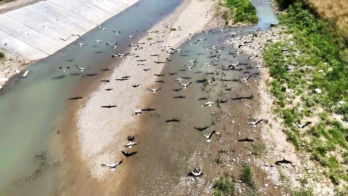 Çay da mesken tuttular: Şehre giden yolun bekçisi oldular! 2