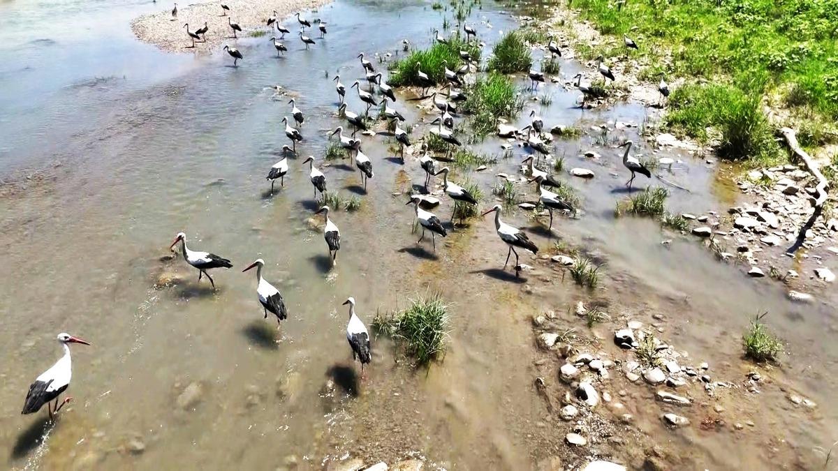 Çay da mesken tuttular: Şehre giden yolun bekçisi oldular! 3