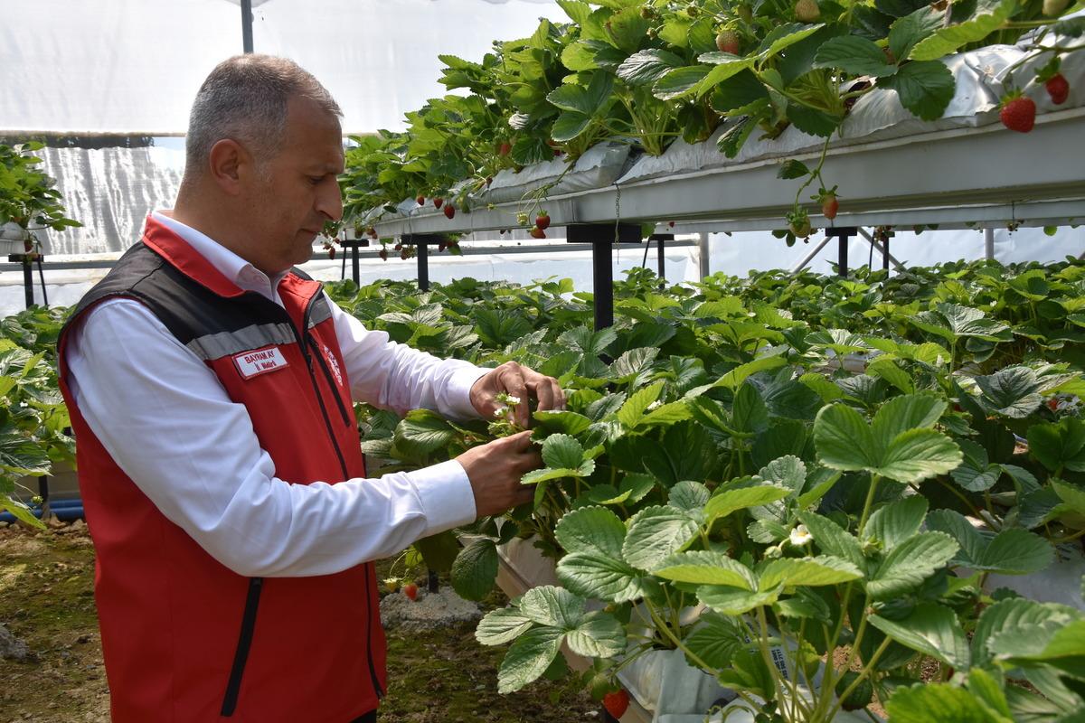 &Ccedil;ileğin Ordu ekonomisine bu yıl 110 milyon lira katkı sunması bekleniyor 1