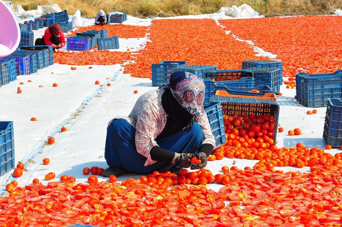 Manisa da yerlere seriliyor: 91 ülke peşinde! 200 TL den satılacak 2