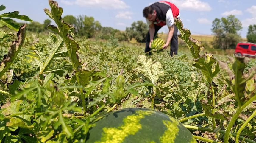 Tekirdağ karpuzu tezg&acirc;hlara &ccedil;ıkıyor