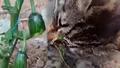 Tarlaya girerek salatal�k yiyen minik h�rs�z�n g�l�mseten anlar� ????