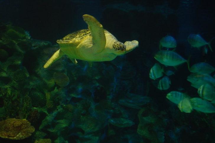 Avrupa akvaryumlarındaki en büyük deniz kaplumbağası Iggy İstanbul'da
