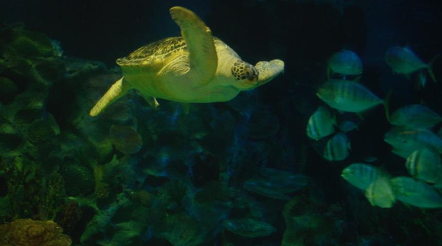 Avrupa akvaryumlarındaki en büyük deniz kaplumbağası Iggy İstanbul'da