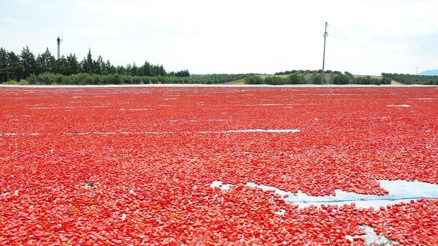 Manisa'da yerlere seriliyor: 91 ülke peşinde! 200 TL'den satılacak