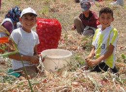 Kuru soğan tarlada 2 tezgahta 7 lira