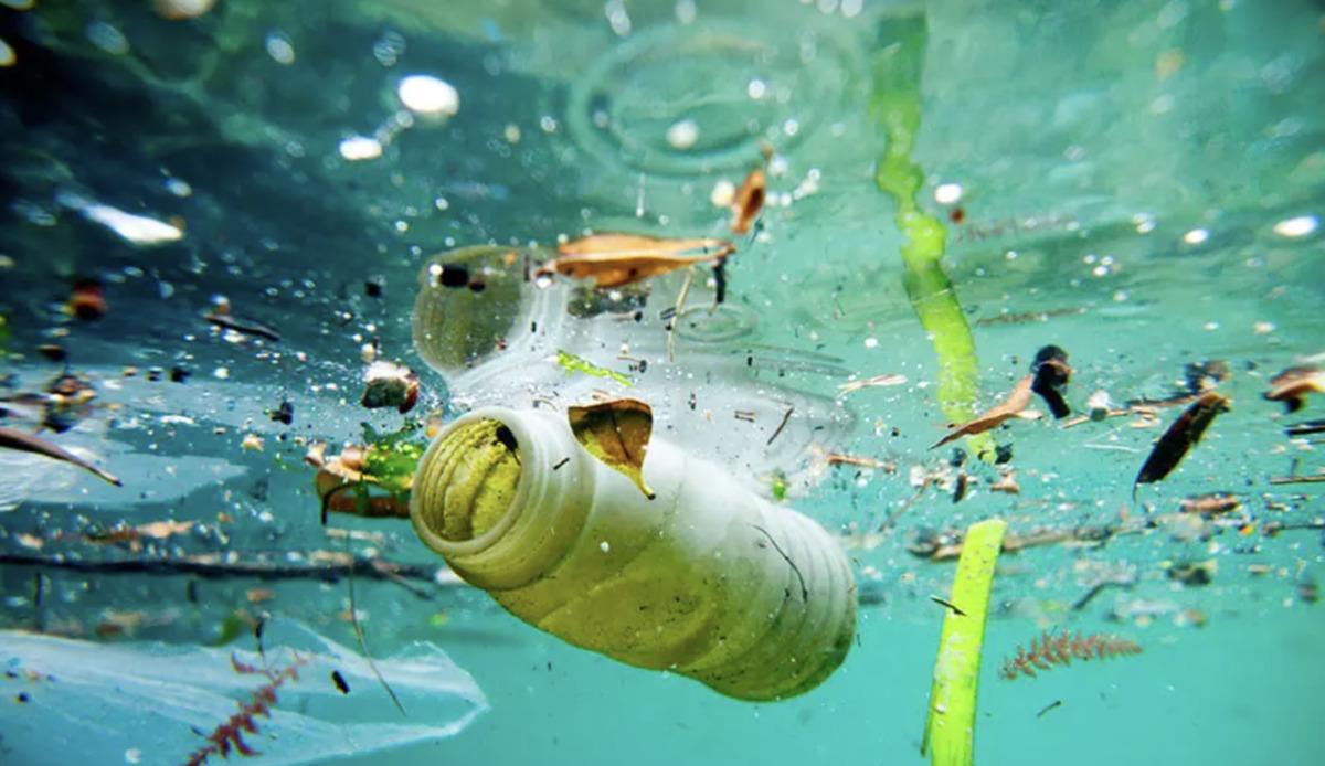 Yediğimiz Balıkların İçinden Çıkan Mikroplastikler Sağlığımızı Nasıl Tehdit Ediyor? 6