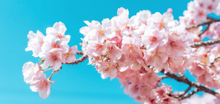 Son yıllarda iklim krizinden dolayı a&ccedil;ması erkene &ccedil;ekilen Japon kirazı, yani sakura, hangi ayda a&ccedil;ar?