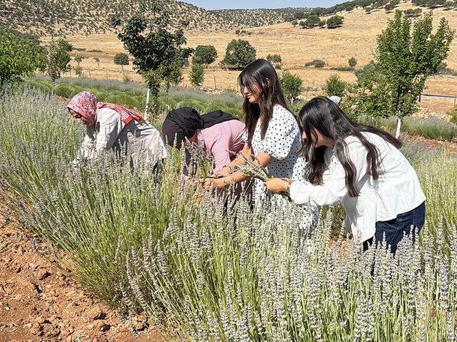 40 yıldır boştu! Kadınlar o araziyi mor cennete d&ouml;n&uuml;şt&uuml;rd&uuml;