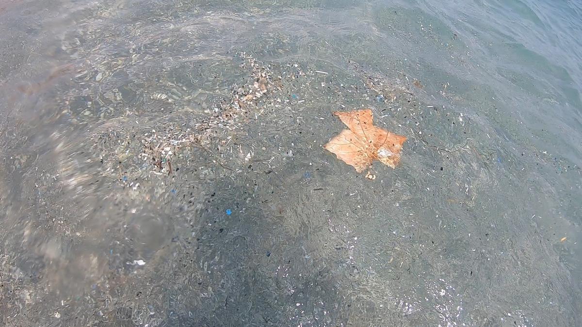 Antalya kıyılarında alarm! Canlıların ölümüne neden oluyor 1