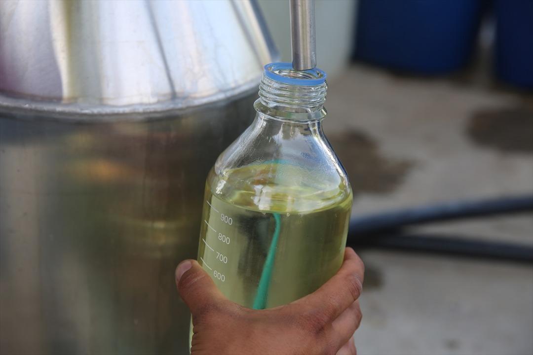  Mor tarlalarda hasat vakti