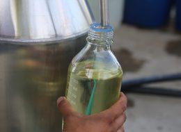  Mor tarlalarda hasat vakti