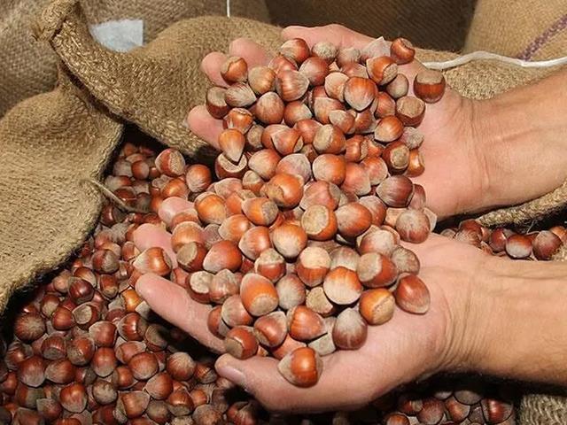 Ticaret borsalarında 11 ayda 375 bin tonu aşkın fındık işlem g&ouml;rd&uuml;