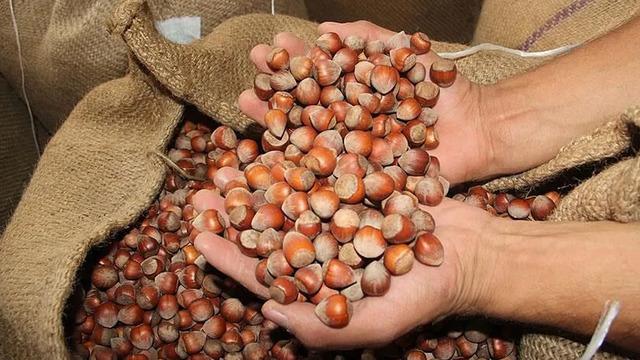 Ticaret borsalarında 11 ayda 375 bin tonu aşkın fındık işlem gördü