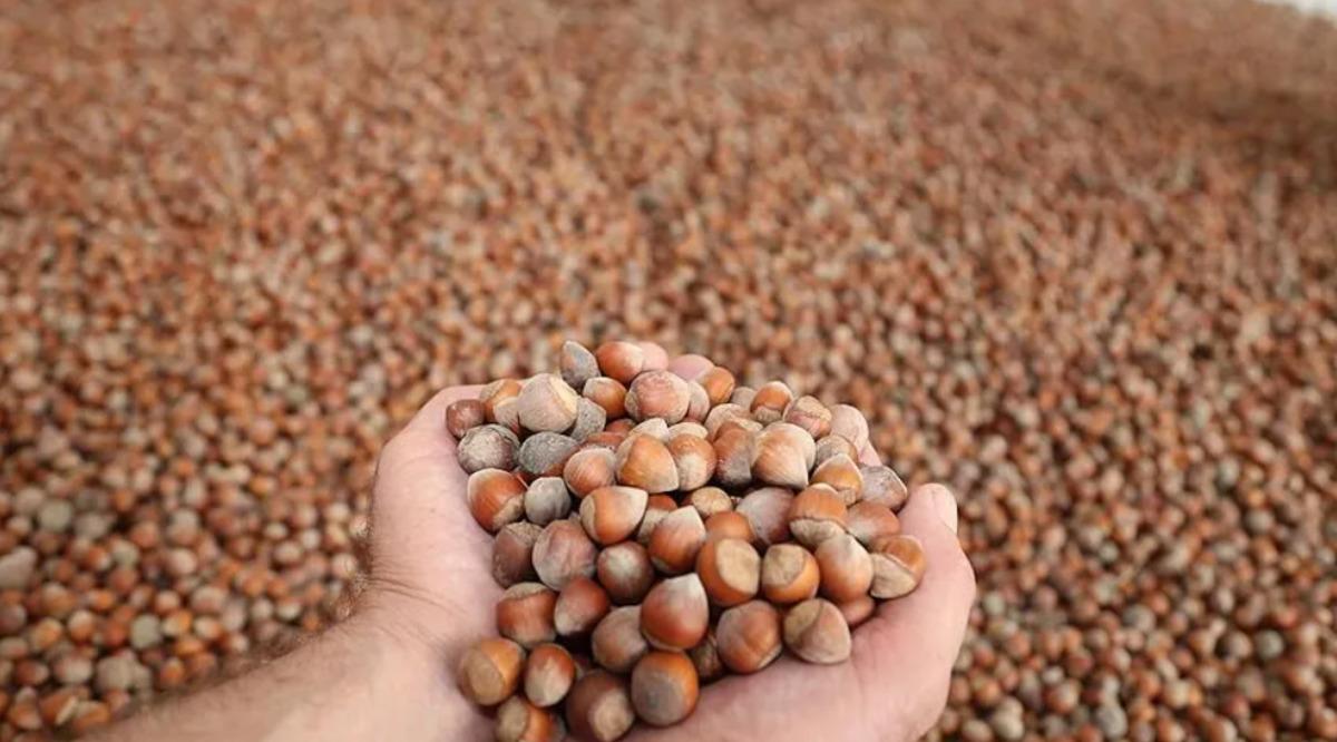 Son dakika | Fındık alım fiyatı merak ediliyordu! TMO yeni rakamları duyurdu 1