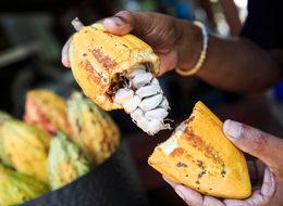 Kakao fiyatları gram altını solladı