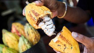 Kakao fiyatları gram altını solladı