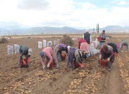 'Adana'da ekim yapılmadı' patatesin fiyatı arttı