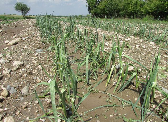 Afyonkarahisar'da dolu ve yağmur patates tarlalarına zarar verdi