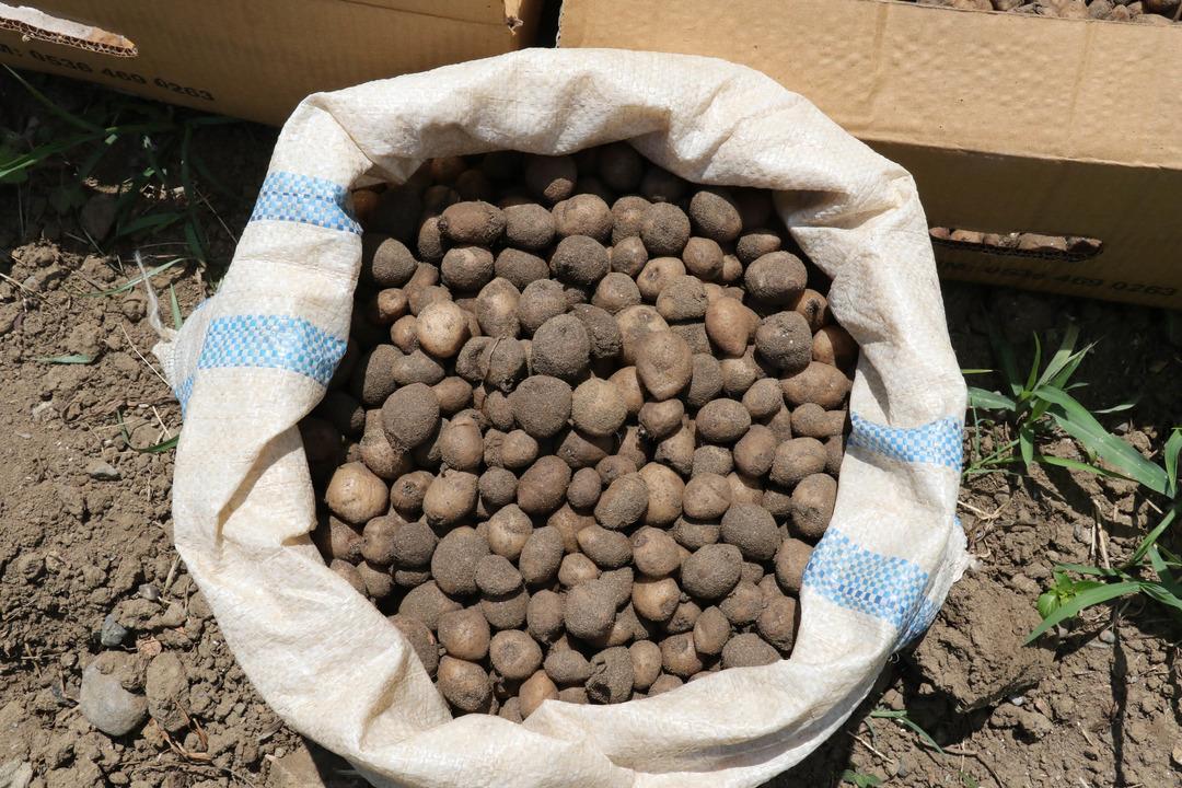 Tarlada kilosu 50 TL'den satıldı 