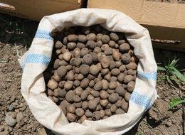 Tarlada kilosu 50 TL'den satıldı 