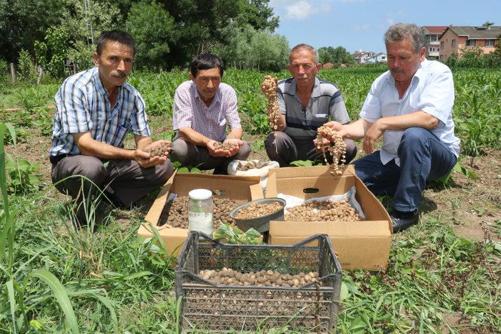 Tarlada kilosu 50 TL'den satıldı  G3