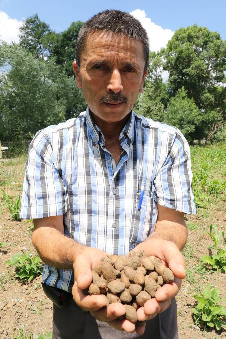 Tarlada kilosu 50 TL'den satıldı  G4