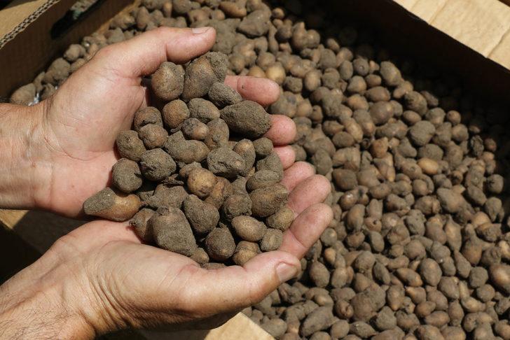 Tarlada kilosu 50 TL'den satıldı  G1