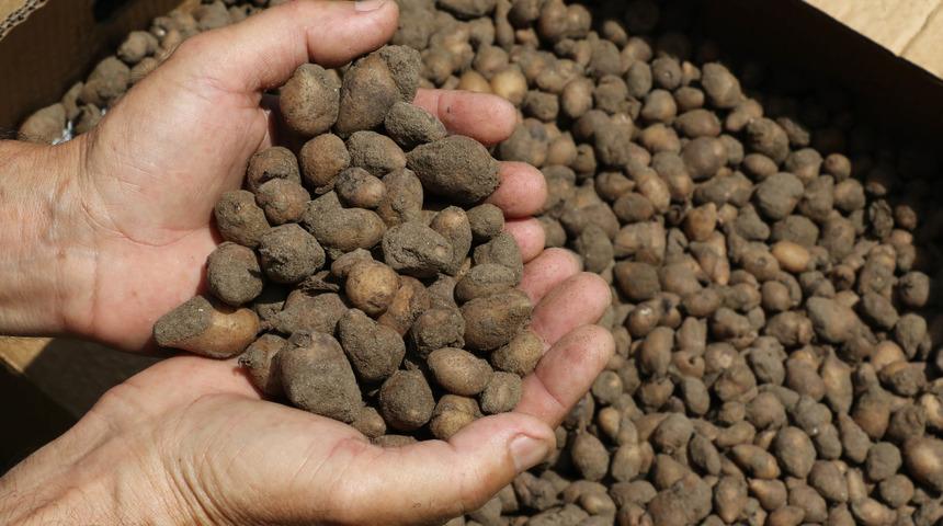 Orkide, tarlada kilosu 50 TL'den satıldı