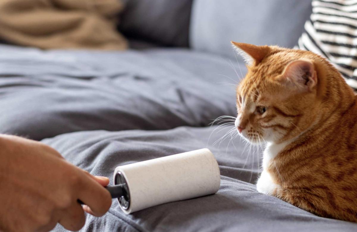 Kedi tüylerini en hızlı şekilde temizlemeyi sağlayacak 8 öneri 1