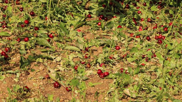 Burdur'da dolu, ekili arazileri vurdu