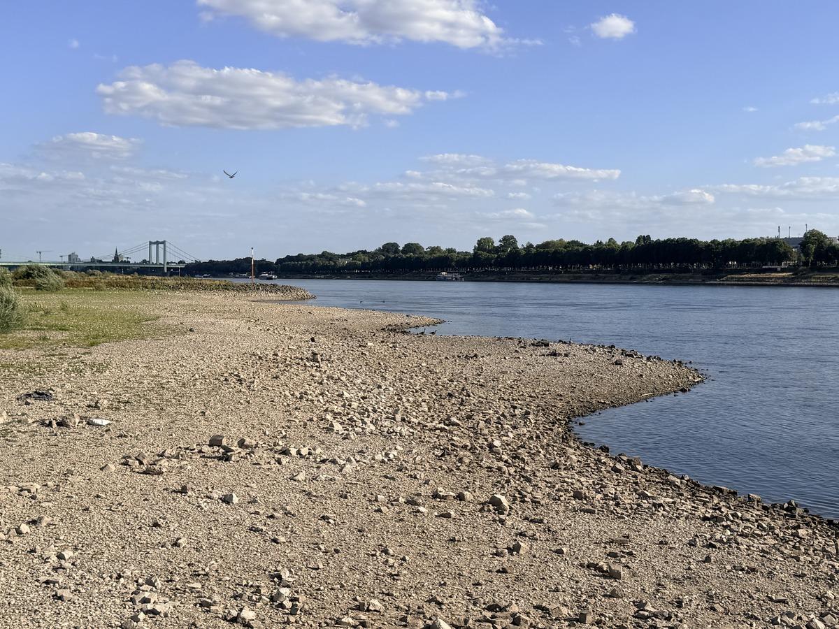 Almanya da Ren Nehri nde kuraklık alarmı 4