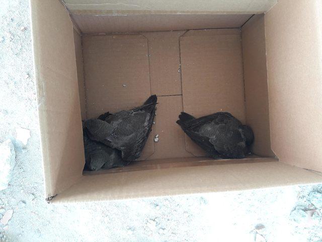 Kuşlar, yıkım sırasında kurtarıldı